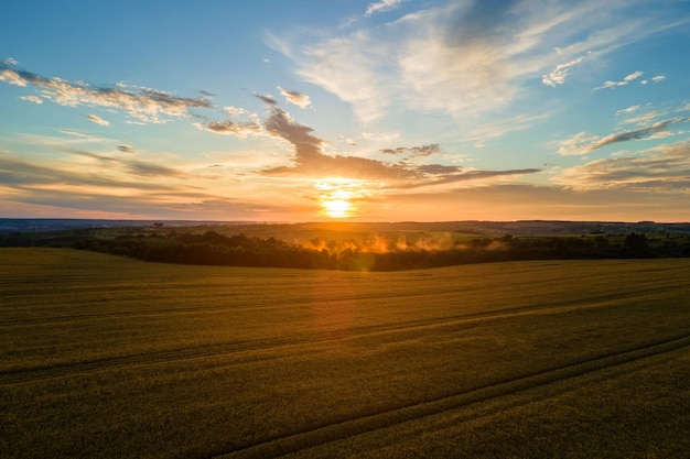 Vista aerea del paesaggio del campo agricolo coltivato giallo con grano maturo in una vivace serata estiva