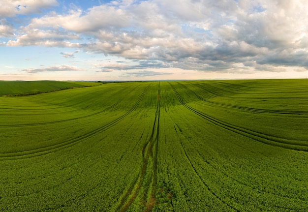 Vista aerea del paesaggio di campi agricoli coltivati verdi con colture in crescita in una luminosa giornata estiva.