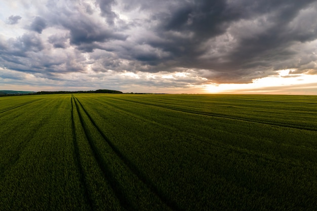 Vista aerea del paesaggio di campi agricoli coltivati verdi con colture in crescita in una luminosa serata estiva.