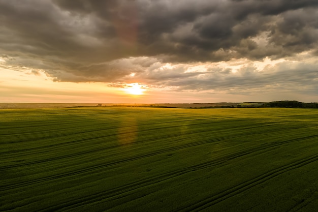 Vista aerea del paesaggio di campi agricoli coltivati verdi con colture in crescita in una luminosa serata estiva.