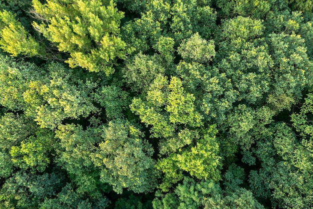 Vista aerea del paesaggio estivo fitto di alberi verdi per lo sfondo