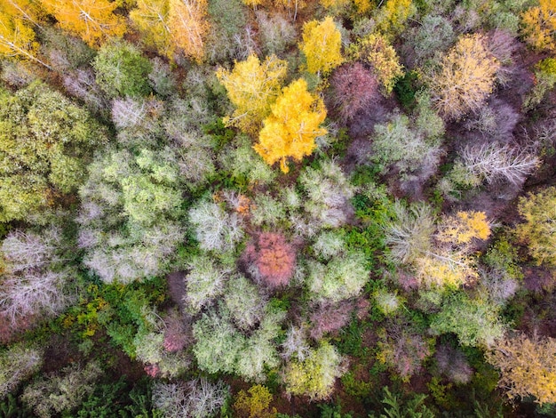 Vista aerea del paesaggio forestale autunnale con fogliame giallo colorato di alberi superiori