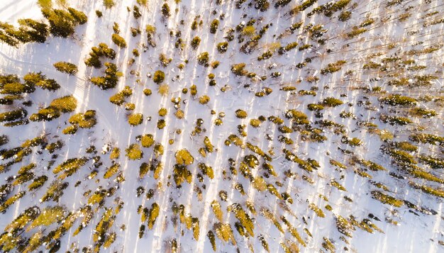 Vista aerea del parco coperto di neve Alberi sempreverdi vibranti e impronte di piedi nella neve viste dall'alto