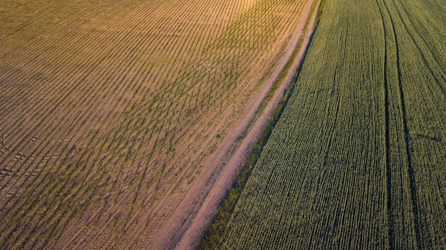 Vista aerea del raccolto coltivato