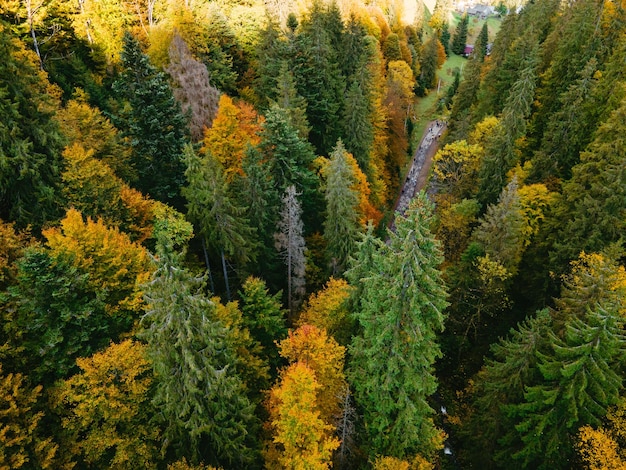 Vista aerea del sentiero escursionistico a piedi nella foresta autunnale