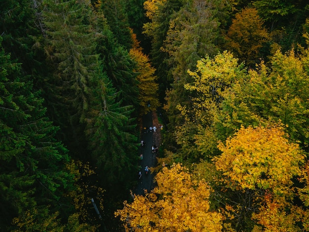 Vista aerea del sentiero escursionistico a piedi nello spazio della copia della foresta autunnale