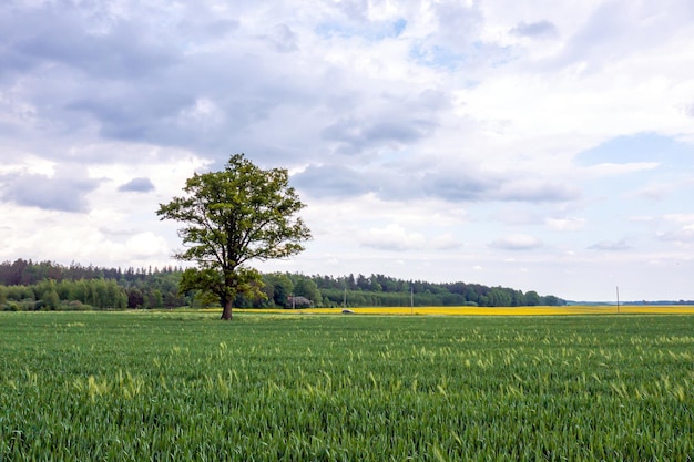 Vista aerea del singolo albero in campo agricolo un albero solitario in un campo verde