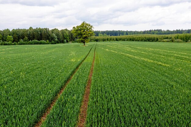 Vista aerea del singolo albero in campo agricolo un albero solitario in un campo verde