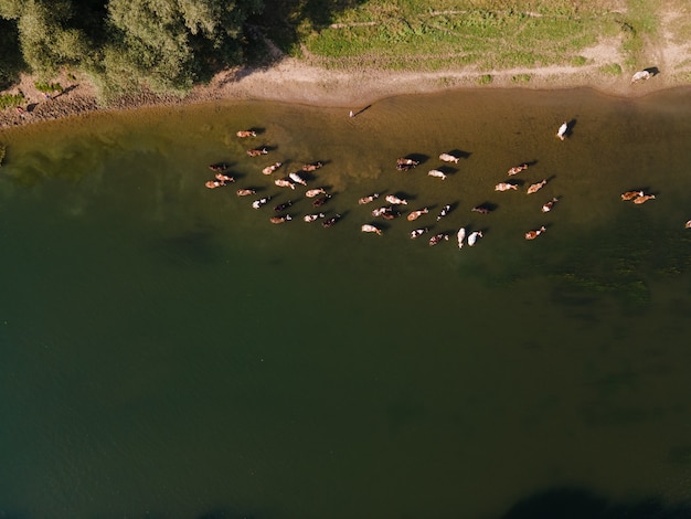 Vista aerea dell'acqua potabile delle mucche dell'azienda agricola nello spazio della copia del fiume