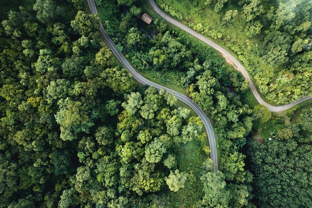 Vista aerea dell'albero e della foresta verdi di estate con una strada