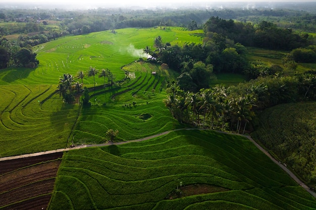 Vista aerea dell'asia nelle risaie indonesiane con splendide terrazze