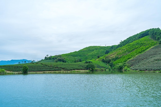 Vista aerea dell'isola di Thanh Chuong, collina del tè, paesaggio verde sullo sfondo, foglia verde, Thanh Chun Nghe, Vietnam