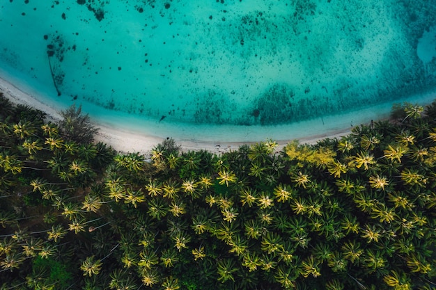 Vista aerea dell'isola e dei boschetti di cocco sull'isola al mattino