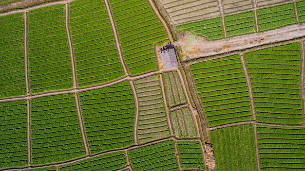 Vista aerea della casa sola nel giacimento verde e giallo del riso