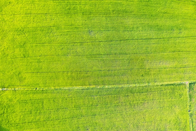 Vista aerea della coltivazione agricola della risaia verde in terreni agricoli in campagna
