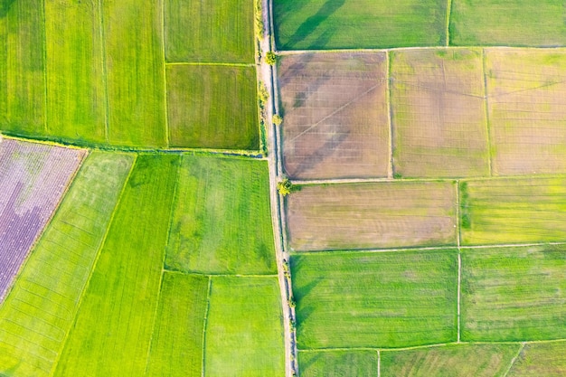 Vista aerea della coltivazione agricola della risaia verde in terreni agricoli in campagna