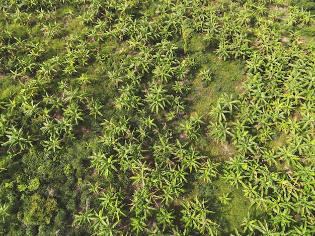 Vista aerea della foglia di banana campi verdi natura fattoria agricola sfondo, albero di banane vista dall'alto delle colture in verde, campo di banane vista a volo d'uccello