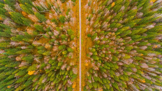 Vista aerea della foresta a tempo di autunno con bel tempo