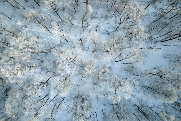 Vista aerea della foresta bianca coperta di neve con alberi congelati in inverno freddo Fitto bosco selvaggio in inverno