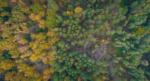 Vista aerea della foresta di autunno e del fiume