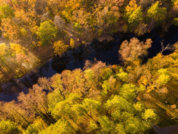 Vista aerea della foresta di autunno vicino al fiume nel pomeriggio