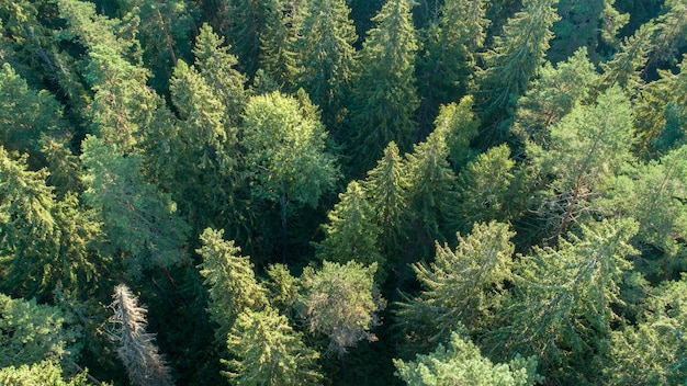 Vista aerea della foresta di luce solare calda estiva come sfondo estivo, vista dall'alto