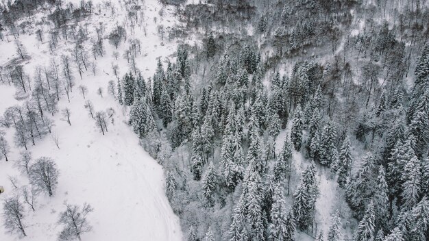 Vista aerea della foresta innevata, vista drone degli alberi innevati