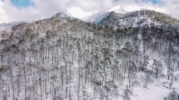 Vista aerea della foresta innevata, vista drone degli alberi innevati