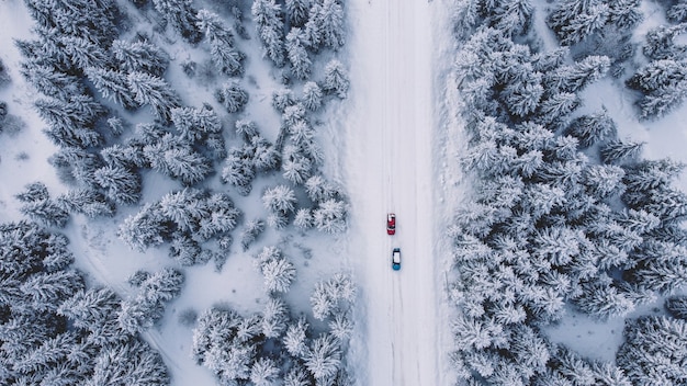 Vista aerea della foresta innevata, vista drone degli alberi innevati