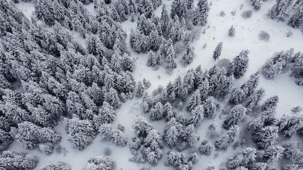 Vista aerea della foresta innevata, vista drone degli alberi innevati