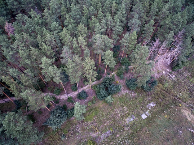 Vista aerea della foresta verde