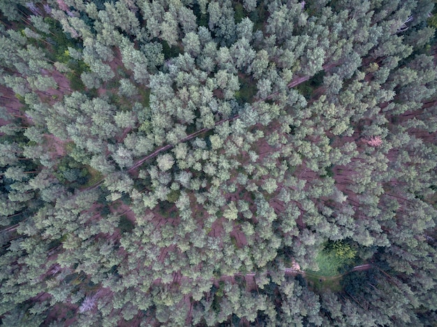 Vista aerea della foresta verde