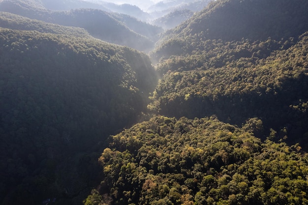 Vista aerea della lussureggiante montagna della foresta verde con nebbia e sole nella foresta pluviale tropicale al parco nazionale al mattino