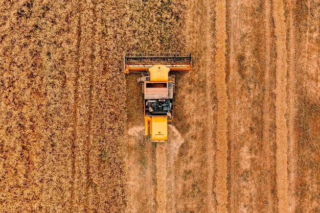 Vista aerea della macchina agricola della mietitrebbia che lavora sul campo di grano maturo dorato