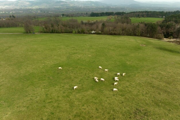 Vista aerea della mandria di mucche al pascolo su un campo di terreno agricolo