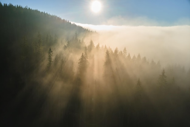Vista aerea della mattinata nebbiosa luminosa sopra gli alberi della foresta di montagna scura all'alba autunnale. Splendido scenario di boschi selvaggi all'alba