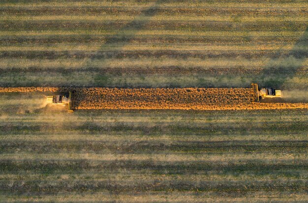 Vista aerea della mietitrebbiatrice che raccoglie grano al tramonto. Bellissimo campo di grano.