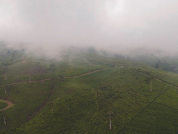 Vista aerea della piantagione di tè di nebbia nebbiosa in Indonesia