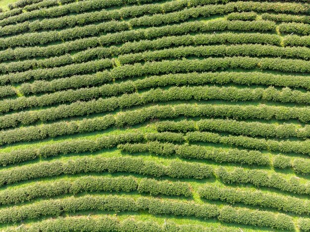 Vista aerea della piantagione terrazzata di tè verde del paesaggio sulla collina