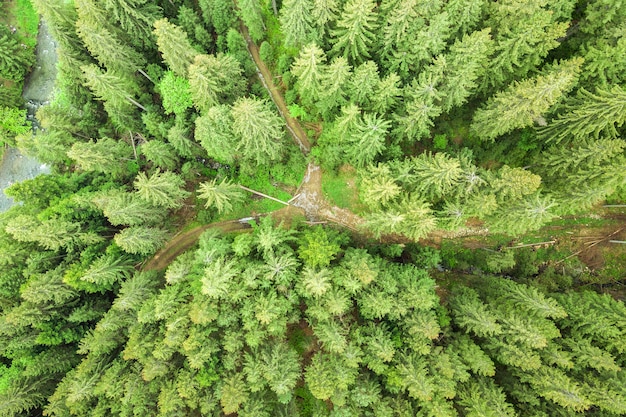 Vista aerea della pineta verde con tettoie di abeti in montagne estive.