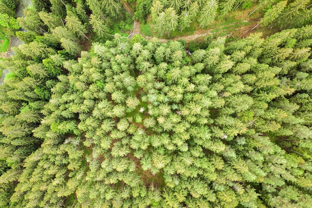 Vista aerea della pineta verde con tettoie di abeti in montagne estive.