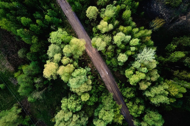 Vista aerea della strada di campagna attraverso il paesaggio della natura della foresta di pini