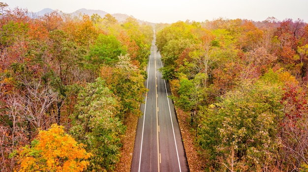 Vista aerea della strada nella foresta di autunno al tramonto. Paesaggio stupefacente con strada rurale, alberi con rosso an