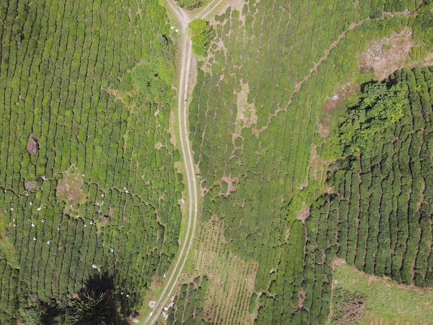 Vista aerea della strada stretta nella valle della piantagione di tè verde in Malesia, bello paesaggio degli altopiani di Cameron, turismo e concetto di agricoltura