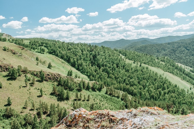 Vista aerea della taiga Vista sopra la foresta verde