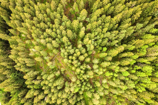 Vista aerea della verde pineta con baldacchini di abeti in montagna d'estate.