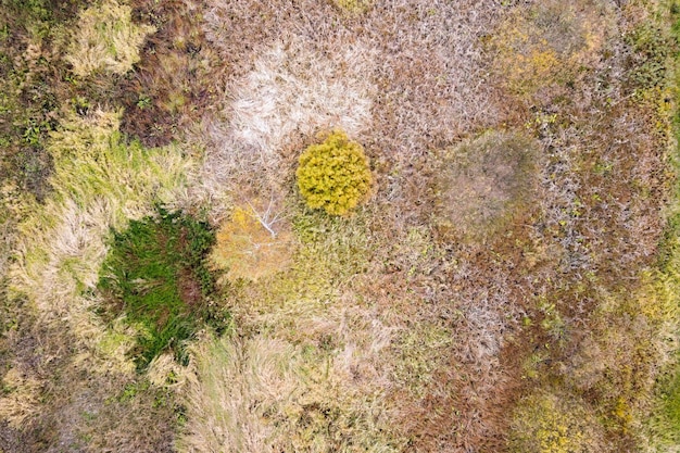 Vista aerea della zona umida con erbe e alberi in alto in autunno