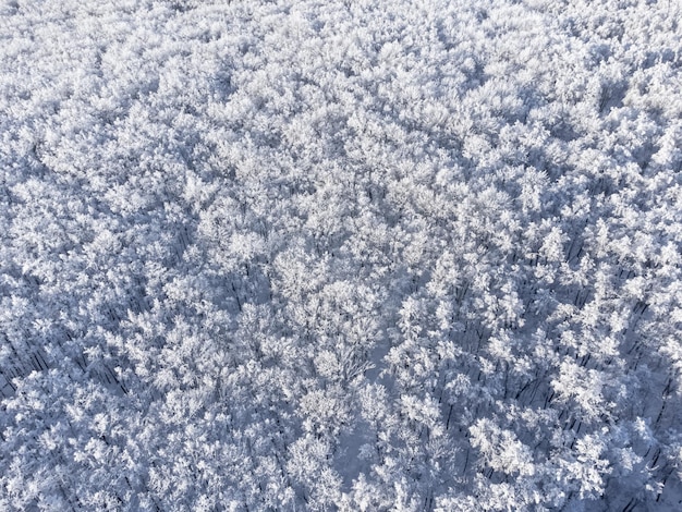 Vista aerea delle cime innevate degli alberi.