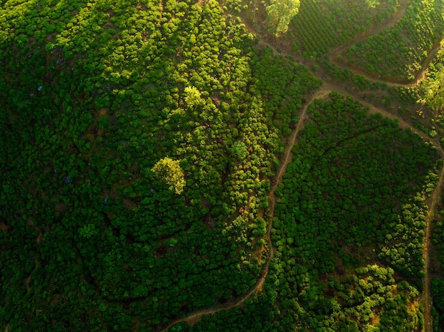 Vista aerea delle colline con piantagione di tè in una nebbiosa mattina in Sri Lanka Drone foto