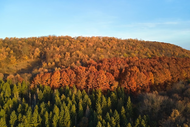 Vista aerea delle colline ricoperte di pino misto scuro e foresta lussureggiante con tettoie di alberi verdi e gialli nei boschi di montagna autunnali al tramonto Bellissimo paesaggio serale autunnale